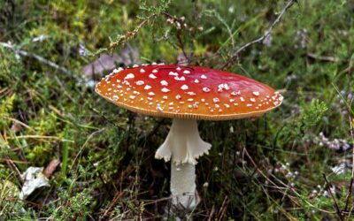 Värmland in de herfst